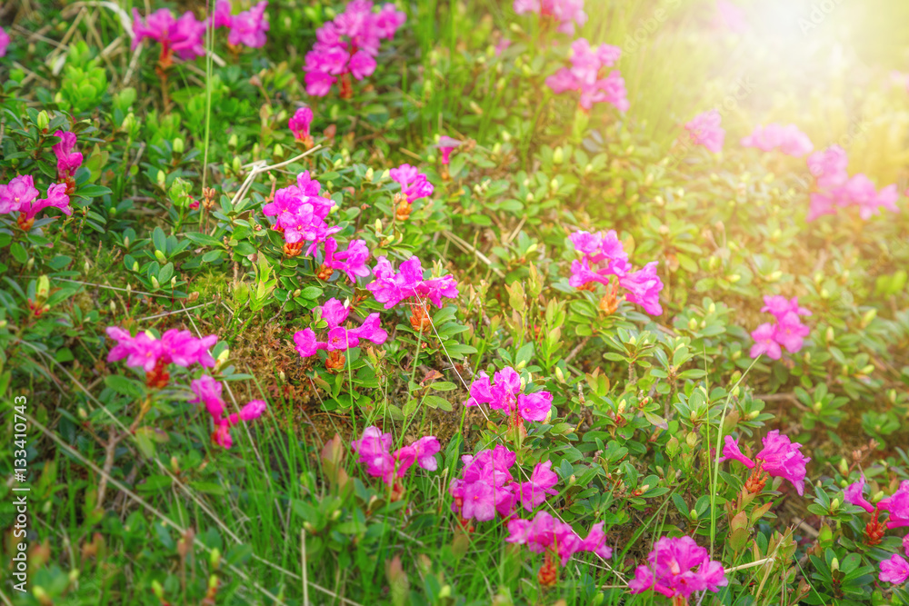 Field of purple flowers named crocus among green grass field in high Carpathian mountains. Sun glowing in background. Texture or template for greeting card.