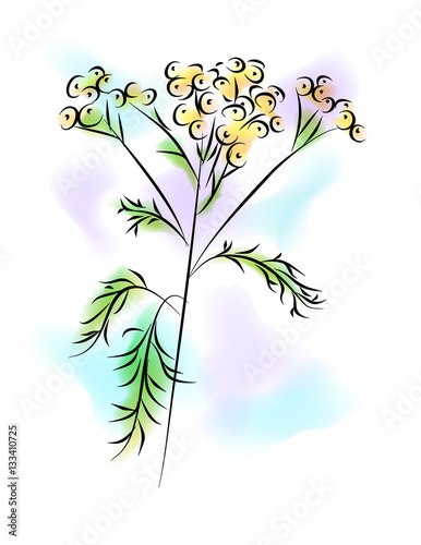 the tansy flower