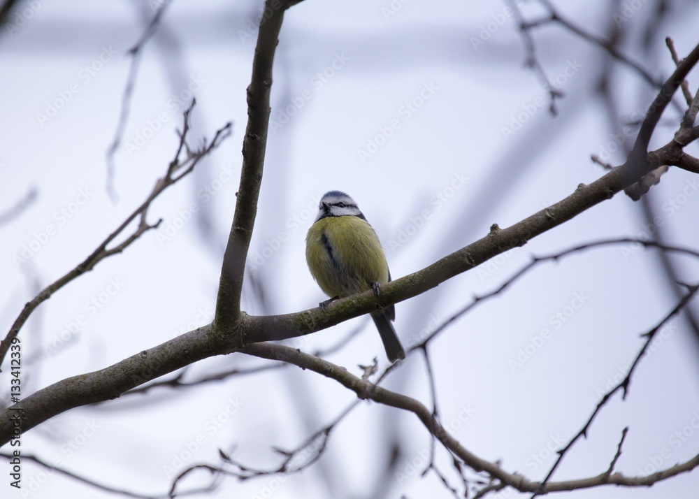 Eurasian blue tit (Cyanistes caeruleus) Eurasian blue tit (Cyanistes caeruleus)