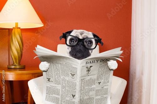 dog reading newspaper at home © Javier brosch