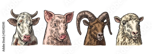 Farm animals icon set. Pig, cow, sheep and goat heads