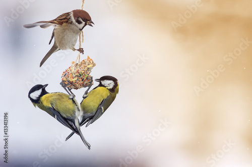 beautiful little bird sitting on a feeder in winter in the Park