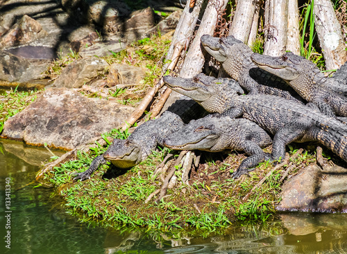 Group of young Australian freshwater crocodiles (Crocodylus johnsoni) basking in the sunshine photo