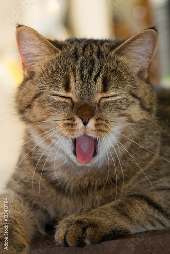 Gähnende Katze © DoraZett