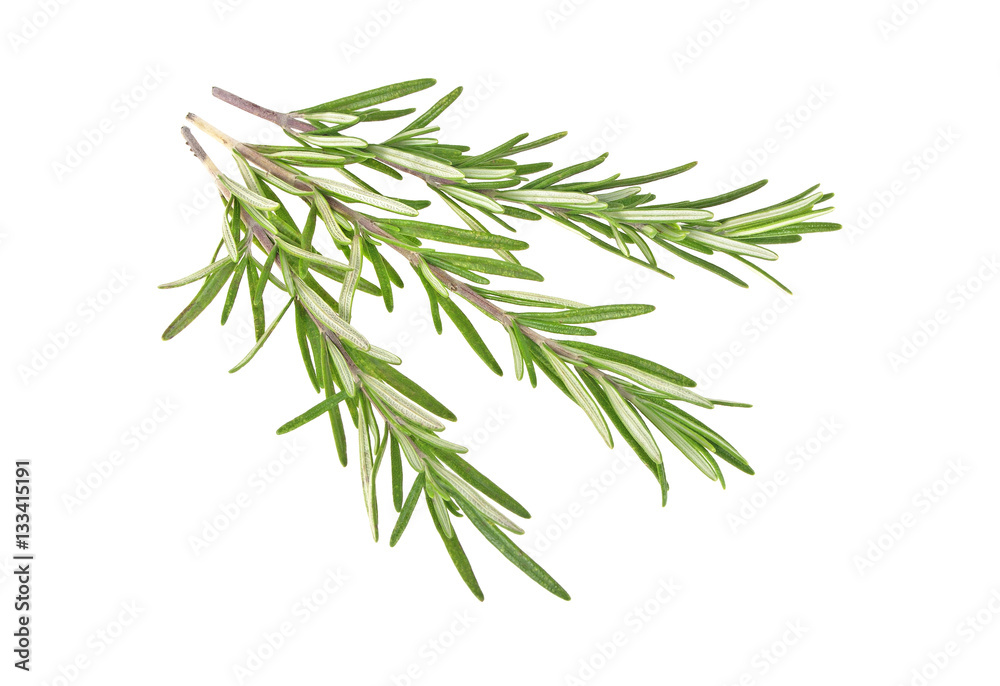 Fresh green sprig of rosemary isolated on a white background Fresh green sprig of rosemary isolated on a white background