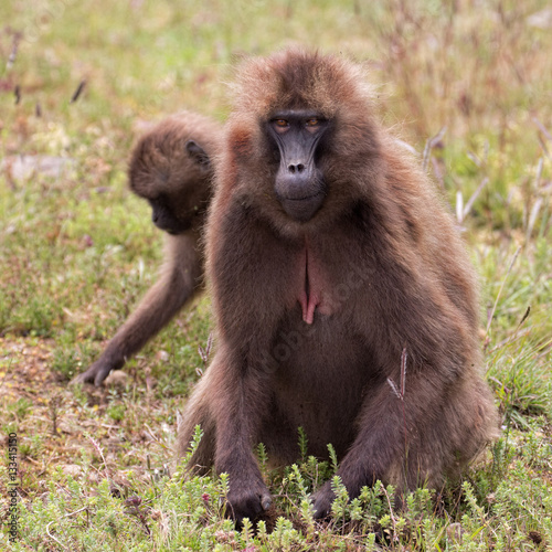 Babbuidi Gelada sui monti Simien in Etiopia