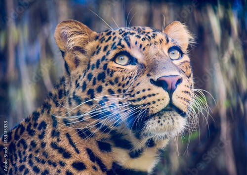 Portrait of a pensive North-Chinese leopard (Panthera pardus japonensis)