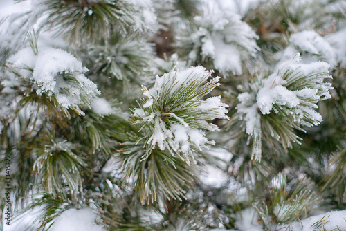 Branches of pine tree with snow