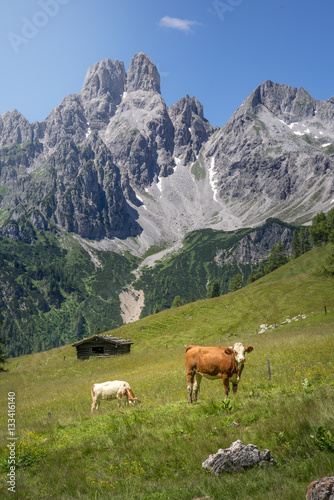 Cow in front of idyllic mountain landscape, Austria