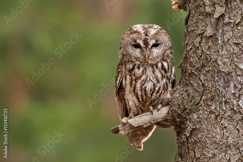 brown owl,   tawny owl, strix aluco, Czech republic