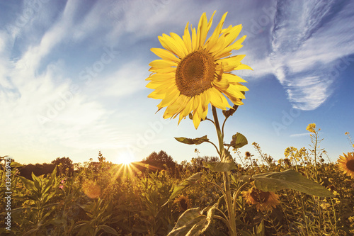Fototapeta Naklejka Na Ścianę i Meble -  Bio Sunflower and Sunstar, Retro