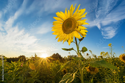 Fototapeta Naklejka Na Ścianę i Meble -  Bio Sunflower and Sunstar