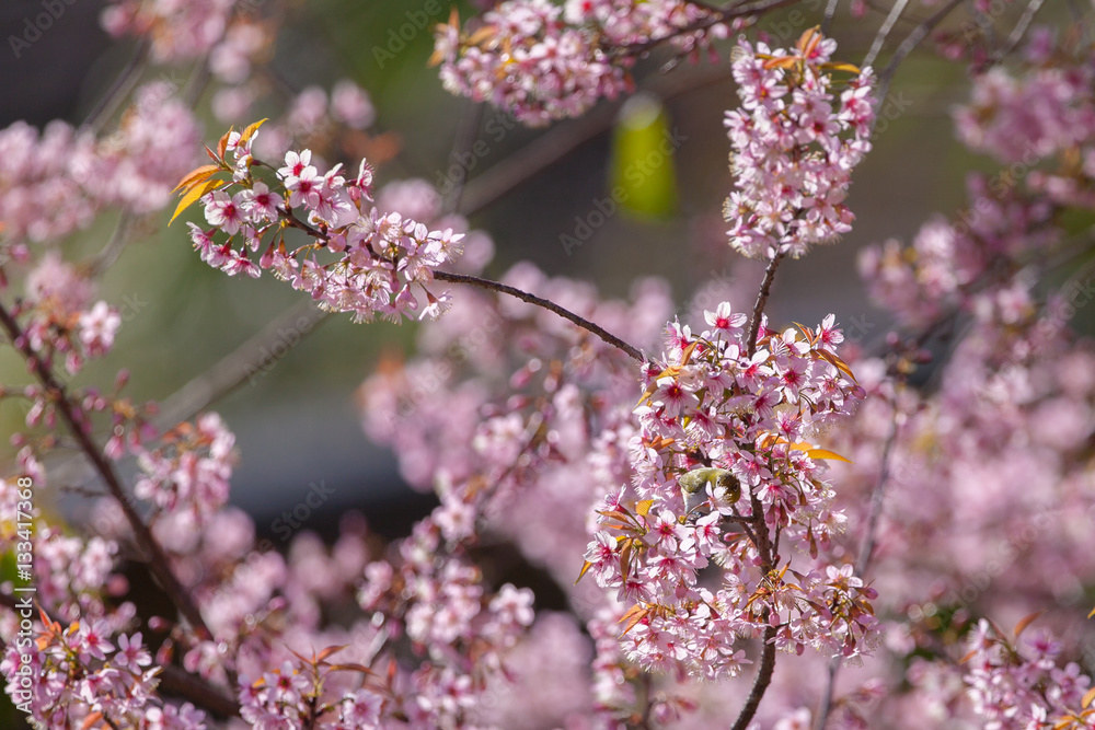 white-eye Bird on Cherry Blossom and sakura white-eye Bird on Cherry Blossom and sakura
