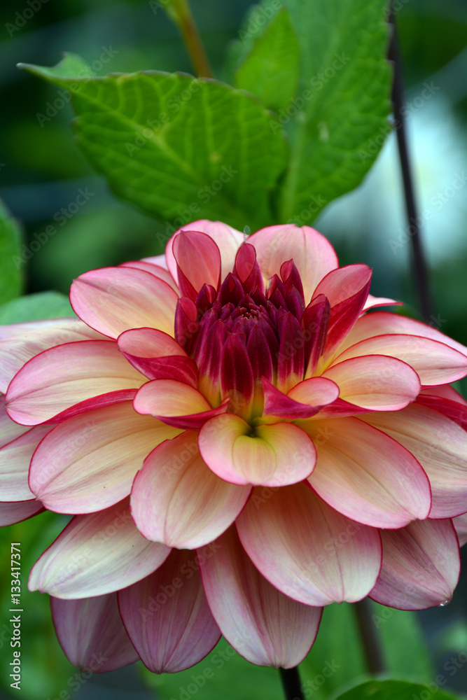 Beautiful pink and white dahlia flower