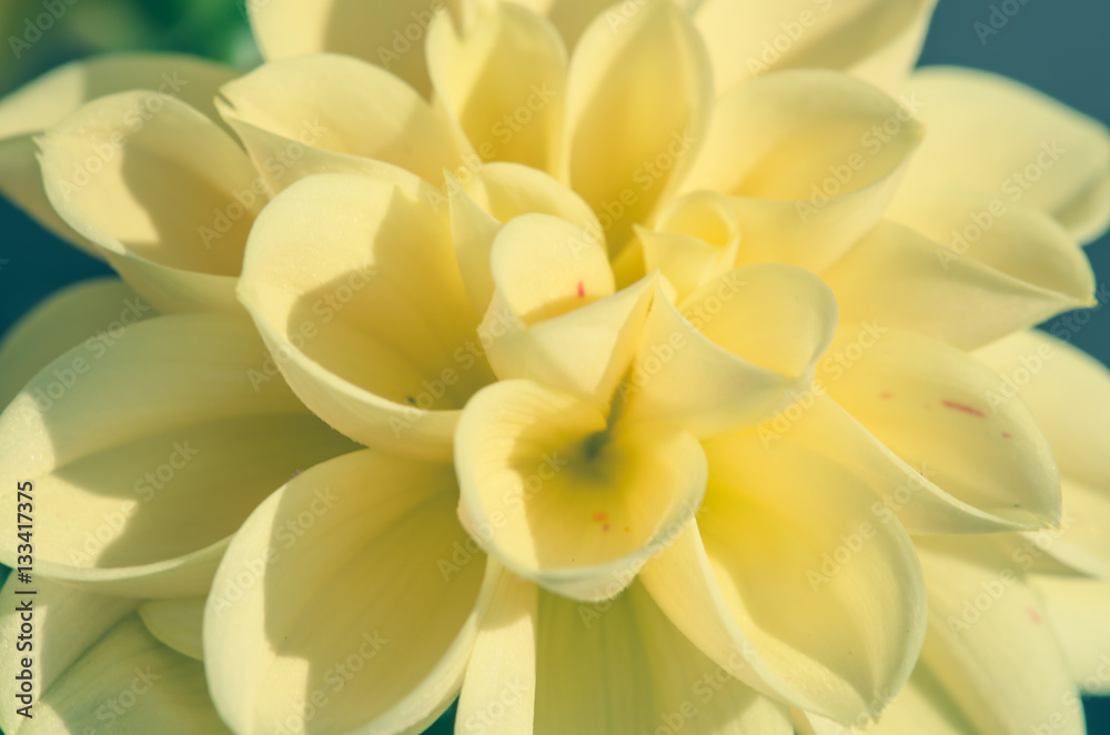 yellow dahlia close-up