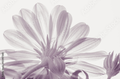 gerbera daisy isolated