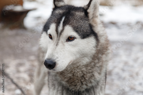 Husky dog in the yard of the village