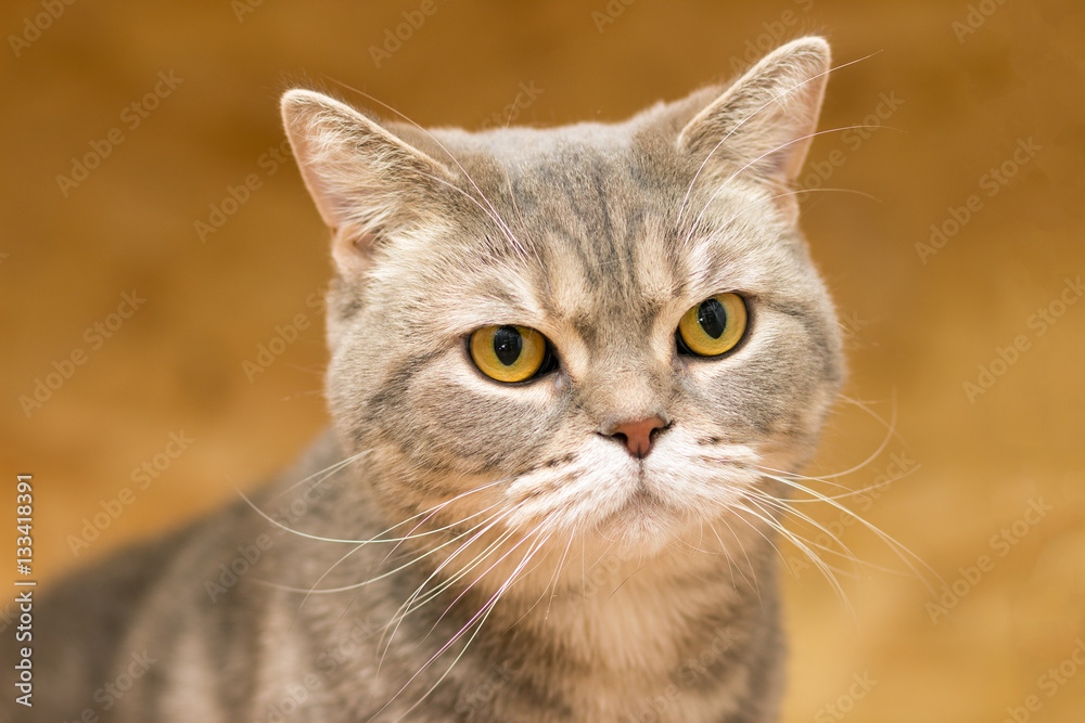 Portrait of the British cat breed