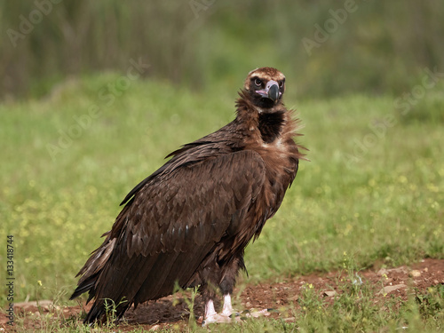Black vulture  Aegypius monachus 