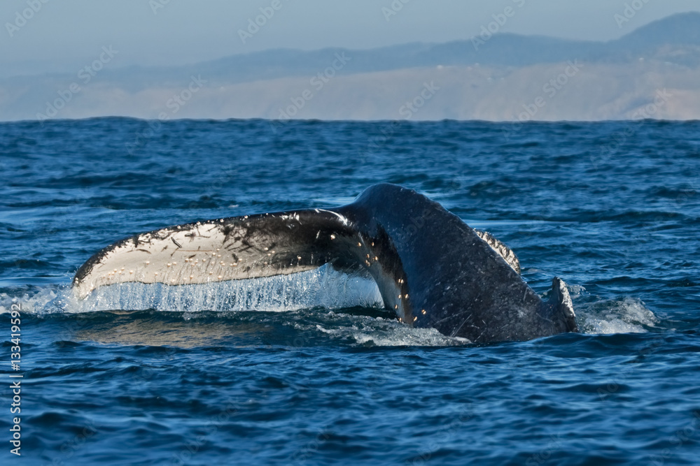 humpback whale, megaptera novaeangliae, Africa