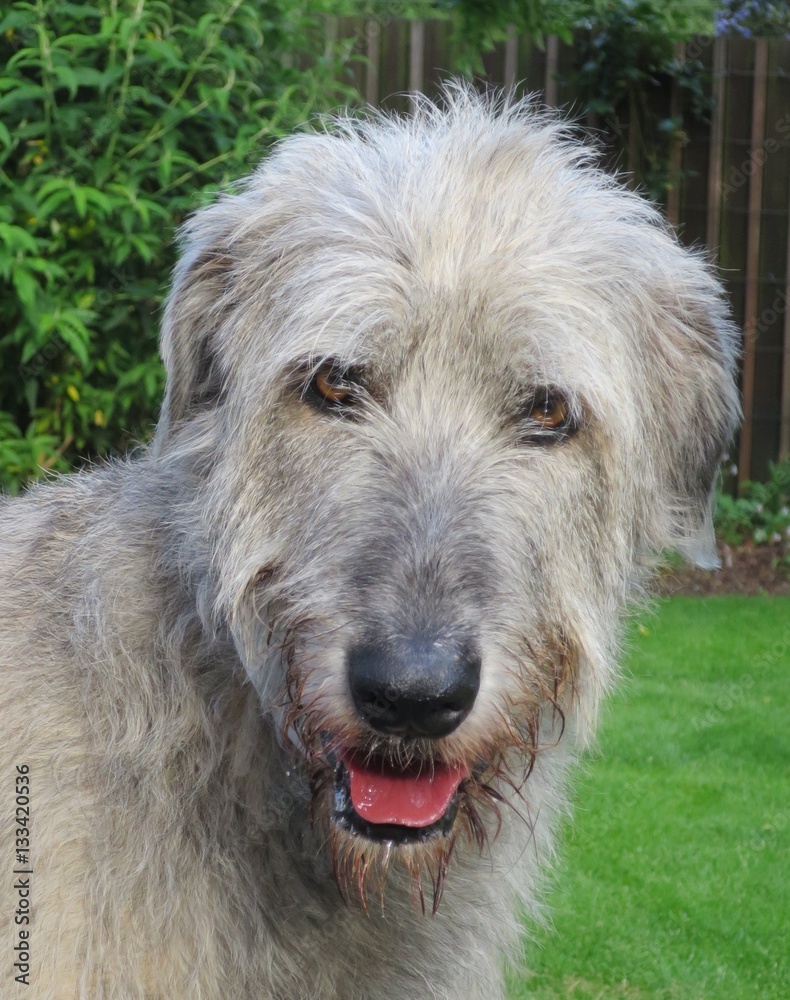 Ghadda Irishwolfshound Ghadda Irishwolfshound