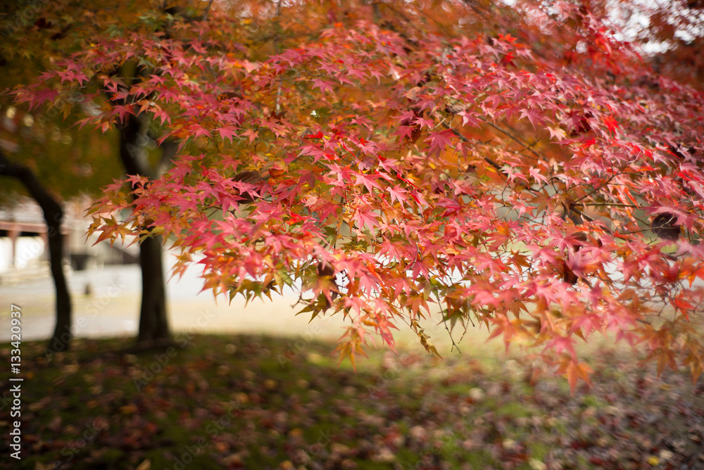 maple leaves maple leaves