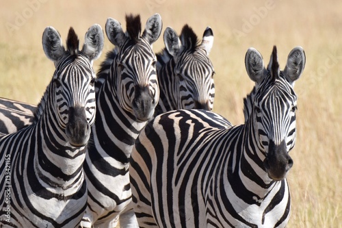 Zebra © Jorge