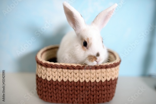 Easter rabbit in knitted basket