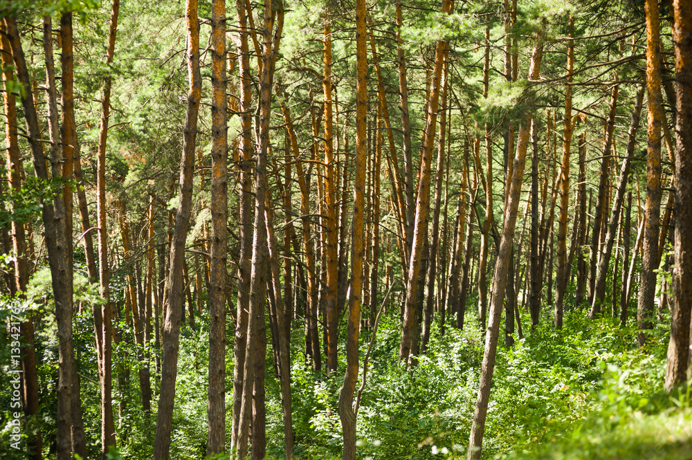The vegetation of coniferous forests and alpine meadows The vegetation of coniferous forests and alpine meadows