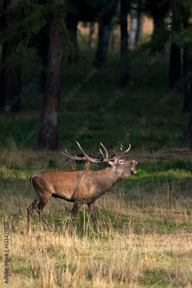 red deer, cervus elaphus, Czech republic red deer, cervus elaphus, Czech republic