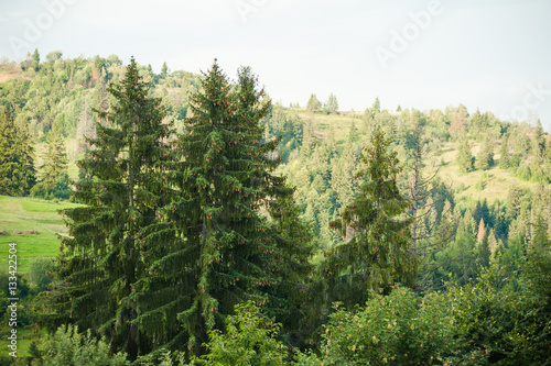 The vegetation of coniferous forests and alpine meadows