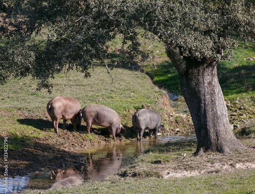 Iberian pigs drinking in the river