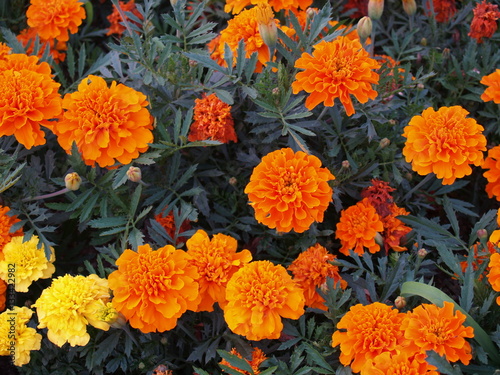 Beautiful marigold photo