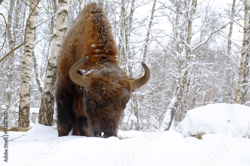 Front close view of European bison