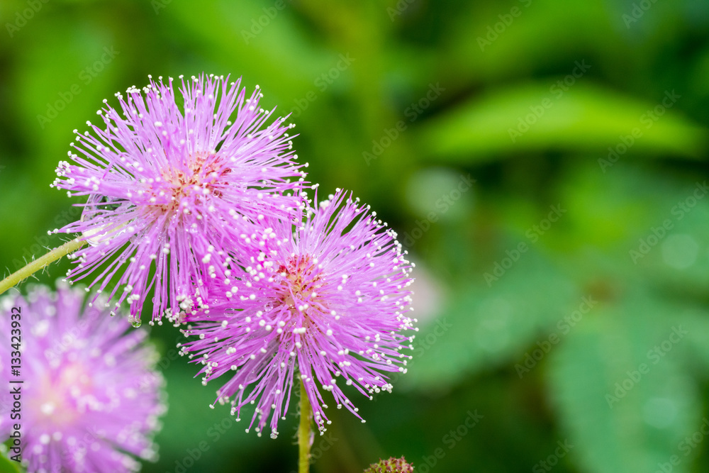 Macro of pink flowers of Mimosa pudica, also called sensitive plant, with water drops
Macro of pink flowers of Mimosa pudica, also called sensitive plant, with water drops