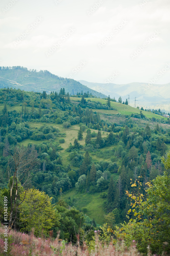 The vegetation of coniferous forests and alpine meadows
