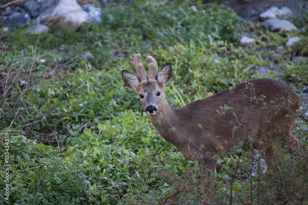 Young deer Young deer