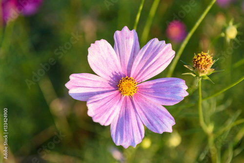 closeup cosmos flowers