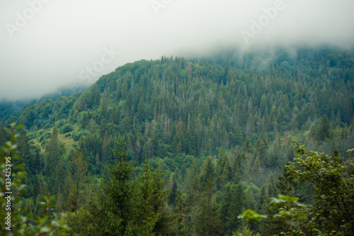 coniferous forests in the mountains in the fog © alipko