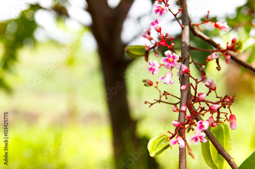Blossom tiny pink flower, star fruit tree branch with blossom flower with blur background
