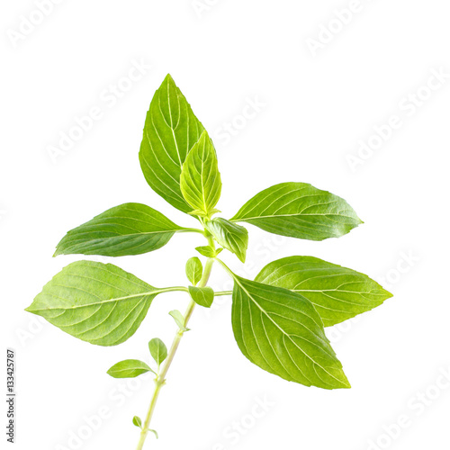 Green fresh sweet basil leafs isolated on white background