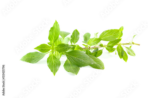 Green fresh sweet basil leafs isolated on white background