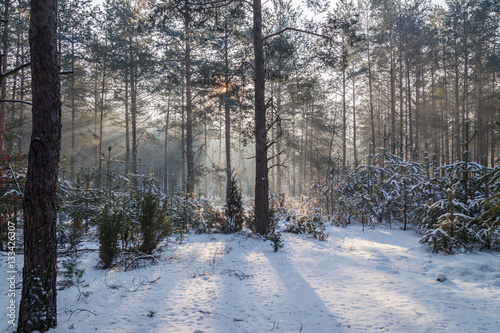 winter in forest © osnuya