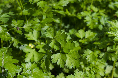 fresh green parsley leaves as background