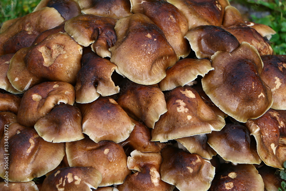 Pilz Winterrübling, Flammulina velutipes, Samtfußrübling Pilz Winterrübling, Flammulina velutipes, Samtfußrübling