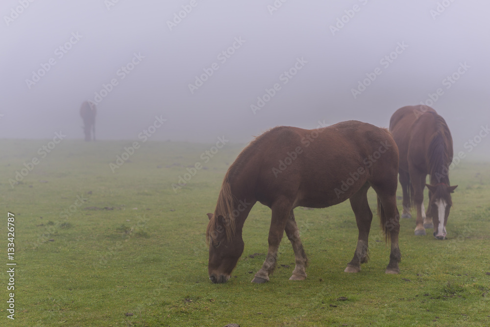 Wild horses in Lakes of Covadonga (Asturias, Spain). Wild horses in Lakes of Covadonga (Asturias, Spain).
