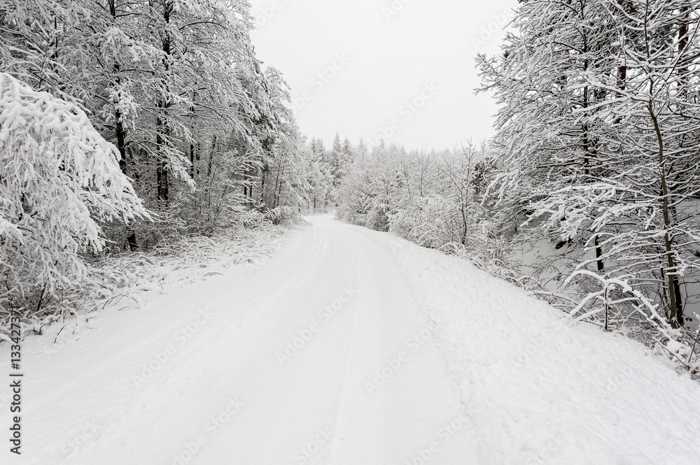 Obraz premium Snow covered trees on snow covered landscape