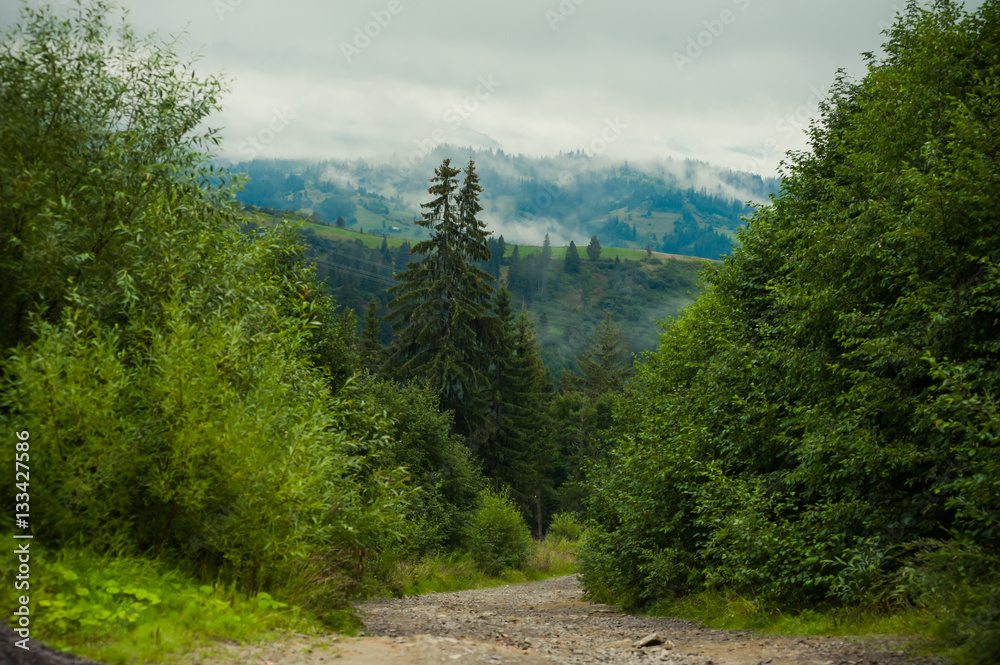 Fototapeta premium coniferous forests in the mountains in the fog