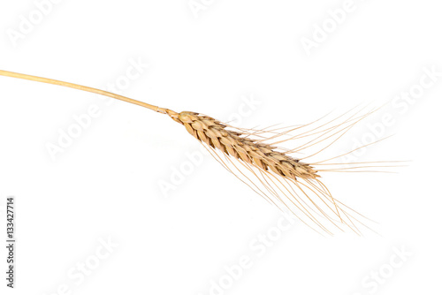 Bell wheat ears of wheat on the background - a symbol of fertility and wealth.