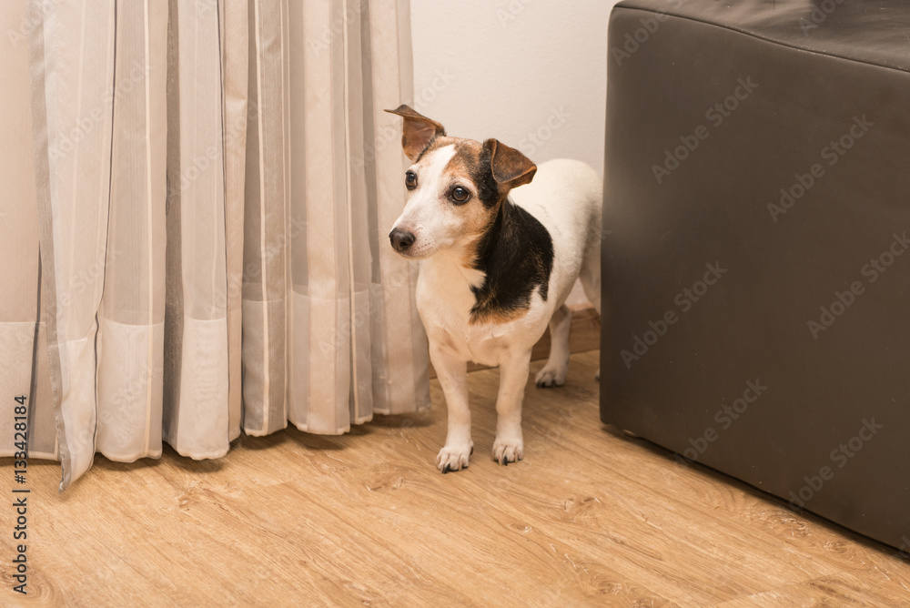 Älterer Hund in der Wohnung - Jack Russell Terrier - 11 Jahre alt Älterer Hund in der Wohnung - Jack Russell Terrier - 11 Jahre alt